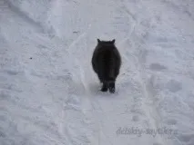 Весну