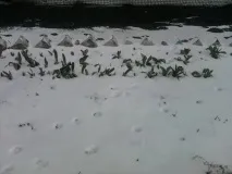 весняні