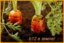 Вітамін В12 та вегетаріанство все, що потрібно знати! знати