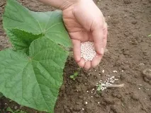Вирощування огірків у відкритому ґрунті - пізнаємо ази пізнаємо