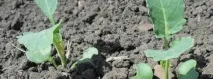 Вирощування тютюну на ділянці біля приватного будинку біля