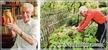 Вирощування женьшеню та догляд за посадками особистий досвід, Сайт про сад, дачу та кімнатні рослини женьшеню