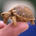 китайській
