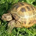 маскою