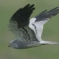 китайській