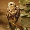 слів