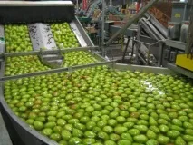 Віск на фруктах та вегетаріанство - GO VEG! Вегетаріанство як спосіб життя вегетаріанство