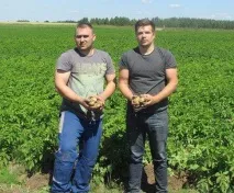 У Навлинському районі вирощують картоплю на чіпси районі