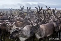 До Салехарда привезли дітей із ураженого сибіркою району дітей