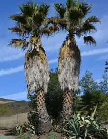 washingtonia