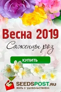 Фітофтороз особливості захворювання, досвід боротьби з ним захворювання
