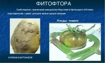 Фітофтора на помідорах та картоплі, методів боротьби картоплі