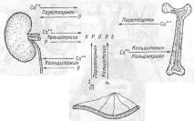 Ендокринні функції нирок функції