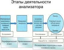 Фізіологія людини та тварин - 3 фізіологія