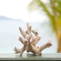 коралове