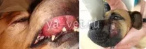 Абсцес у собаки провокують причини появи та лікування провокують