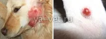 Абсцес у собаки провокують причини появи та лікування провокують
