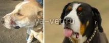 Абсцес у собаки провокують причини появи та лікування провокують