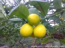 план