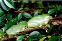 litoria