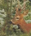 Козуля Захищає Дитинча. Roe deerprotects the baby. (Capreolus). Відео (00:01:56) deerprotects