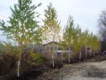 Корисні властивості берези та застосування "в народі" берези