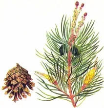 pinus