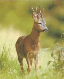 Козуля Захищає Дитинча. Roe deerprotects the baby. (Capreolus). Відео (00:01:56) козуля