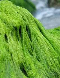 Водорості. Морські дари ложки