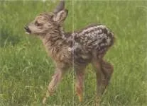 Козуля Захищає Дитинча. Roe deerprotects the baby. (Capreolus). Відео (00:01:56) захищає
