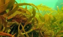 Водорості. Морські дари ложку