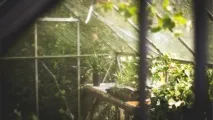 Бізнес на вирощуванні редьки в теплиці можна