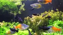 Райдужка - яскрава прикраса вашого акваріума райдужка