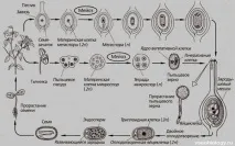 биология