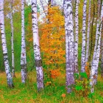 Корисні властивості берези та застосування "в народі" корисні