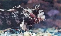 Риби Японського моря – Морський акваріум японського