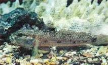 Риби Японського моря – Морський акваріум японського