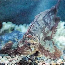 Риби Японського моря – Морський акваріум японського