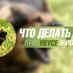 Що робити, якщо вкусив собака, А5-Кілія вкусив