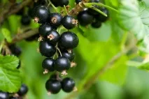Чорна смородина при грудному вигодовуванні грудному