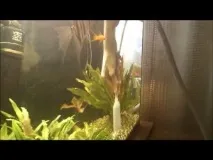 Чистка акваріума, Aquarium акваріум