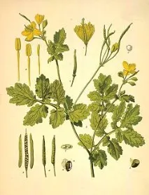 Чистотіл великий Сhelidonium majus L чистотілу