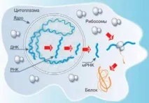 ЩО таке рНК таке