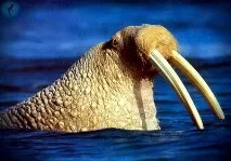 Чукотське море чукотське