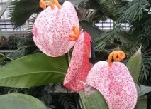 Квітка з яскравими язичками полум’я – антуріум, або чоловіче щастя яскравими