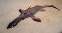химера