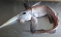 химера