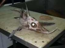 чудовисько