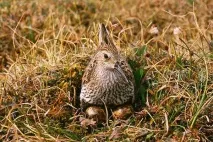 Дутиш, фото, фото виглядає