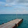 Натураліст - пошук слів за маскою та визначенням, відповіді на сканворди слів